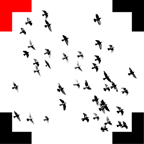 30 Birds (Digital Download)